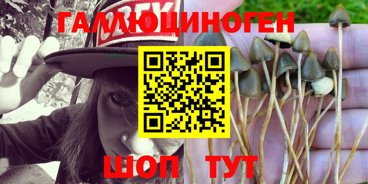 продажа наркотиков  Вход с VPN  Чита  Галлюциногенные грибы Psilocybe 